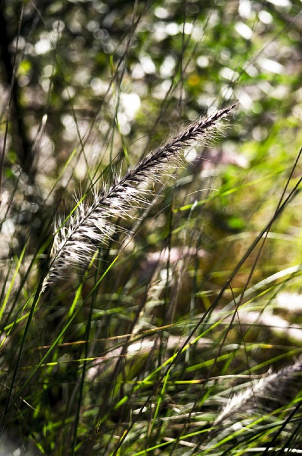 Weeds Nature Grass Weeds Nature Grass