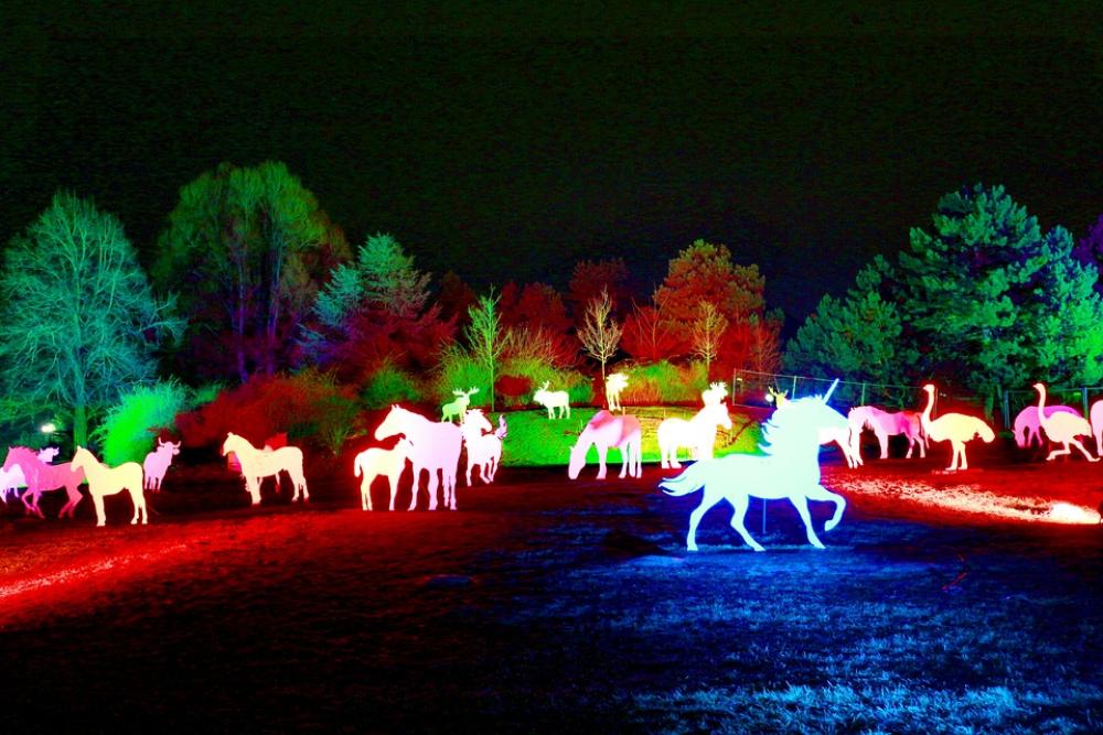 Westphalia Park Winter Lights 2013 Night Photograph Westphalia Park Winter Lights 2013 Night Photograph