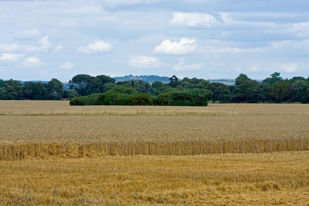 Wheat Wheat Field Crops Grain Agriculture Farm Wheat Wheat Field Crops Grain Agriculture Farm
