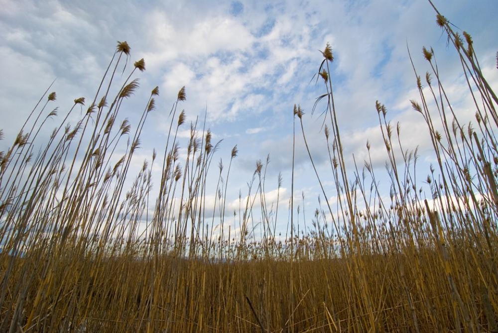 Wheat Sky Field Nature Summer Agriculture Rural Wheat Sky Field Nature Summer Agriculture Rural