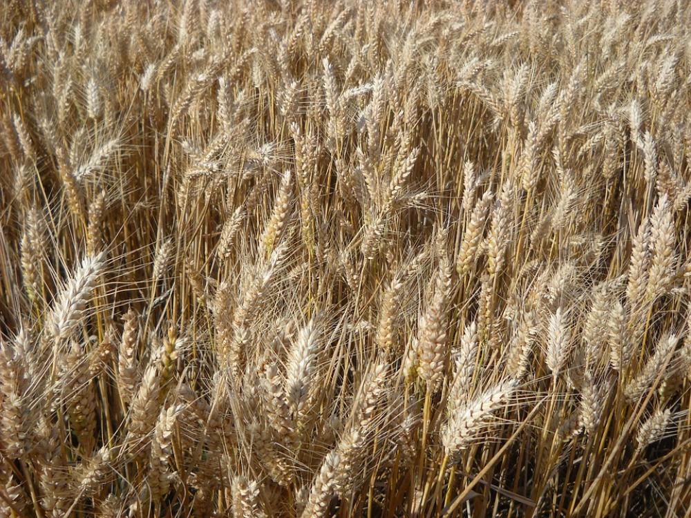 Wheat Cereals Agriculture Wheat Cereals Agriculture