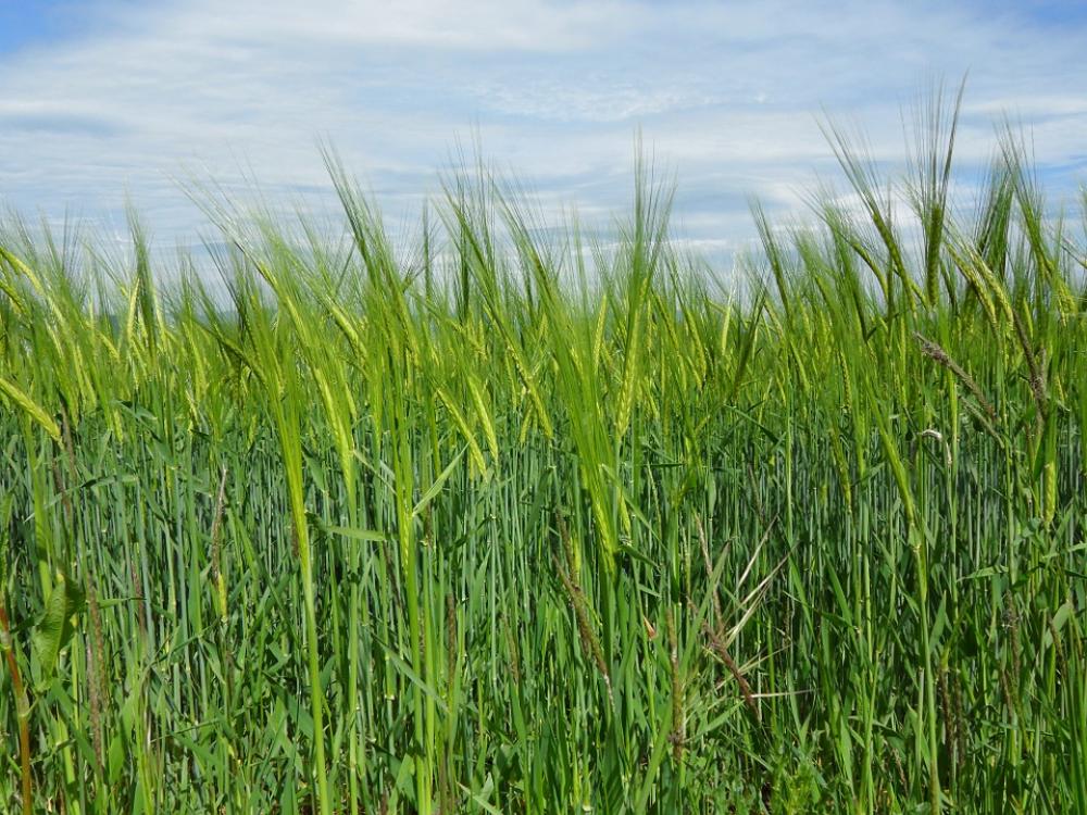 Wheat Field Cereals Agriculture Landscape Scenic Wheat Field Cereals Agriculture Landscape Scenic