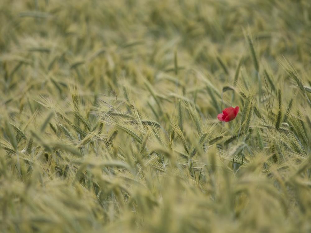 Wheater Poppy Summer Wheater Poppy Summer