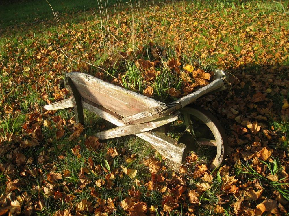 Wheeler Leaf Autumn Colors Lawn Wheel Plants Wheeler Leaf Autumn Colors Lawn Wheel Plants