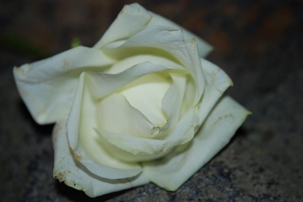 White Flower Blossom Flora Flowers Pure Spring White Flower Blossom Flora Flowers Pure Spring