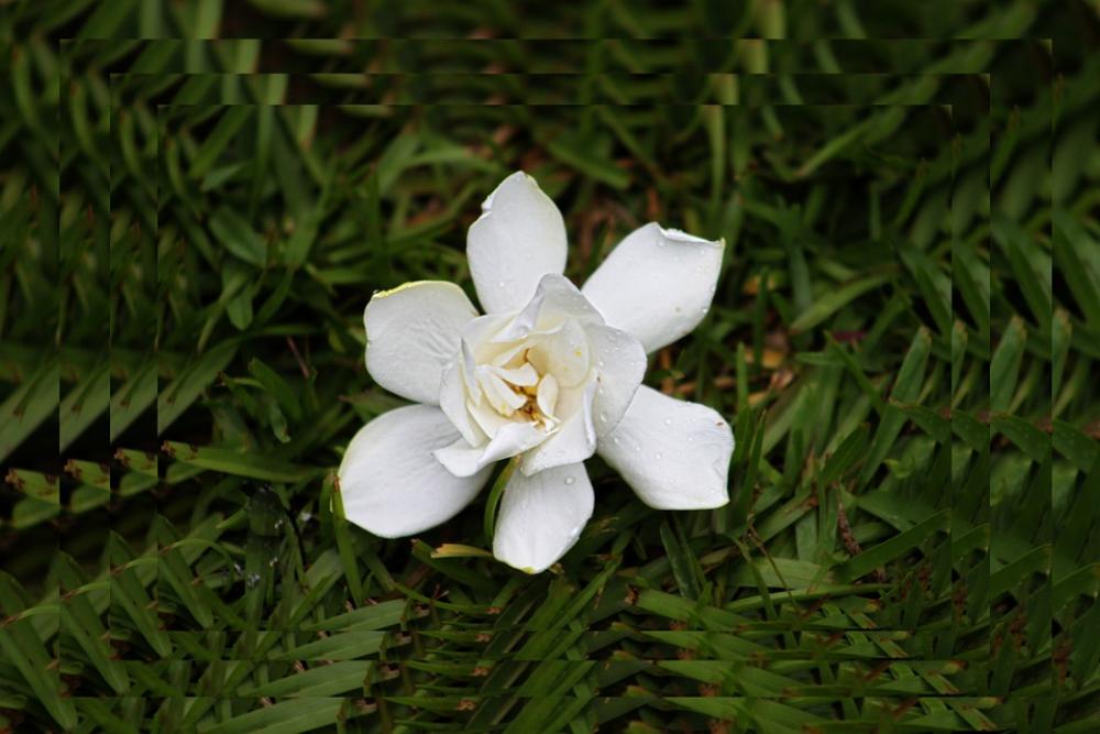 White Flower Spring Nature Petals White Flower Spring Nature Petals