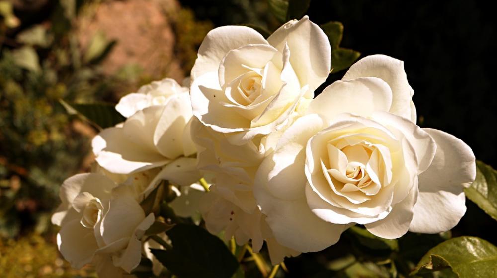 White Flower Pink White Roses White Flower Pink White Roses