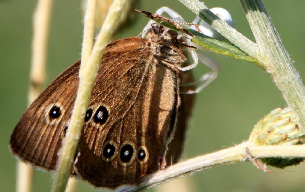 White Crab Spider Catching Butterfly Hunting White Crab Spider Catching Butterfly Hunting
