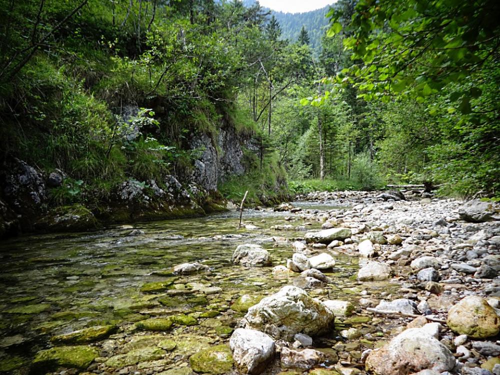 White Bach Bach Forest Upper Bavaria White Bach Bach Forest Upper Bavaria