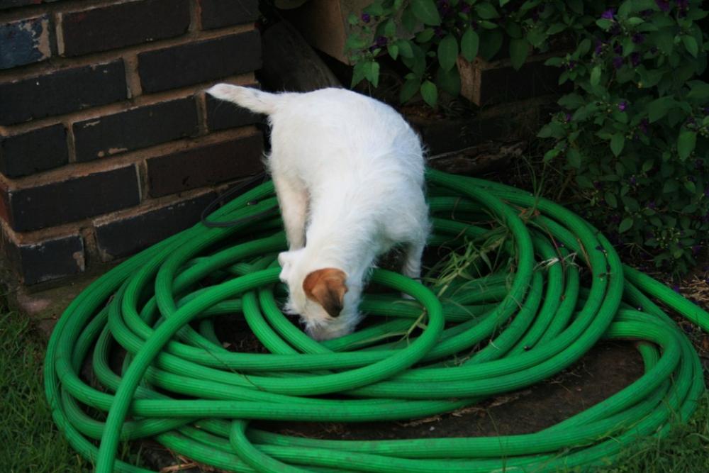 White Dog Dog White Parson'S Jack Russell Terrier White Dog Dog White Parson'S Jack Russell Terrier