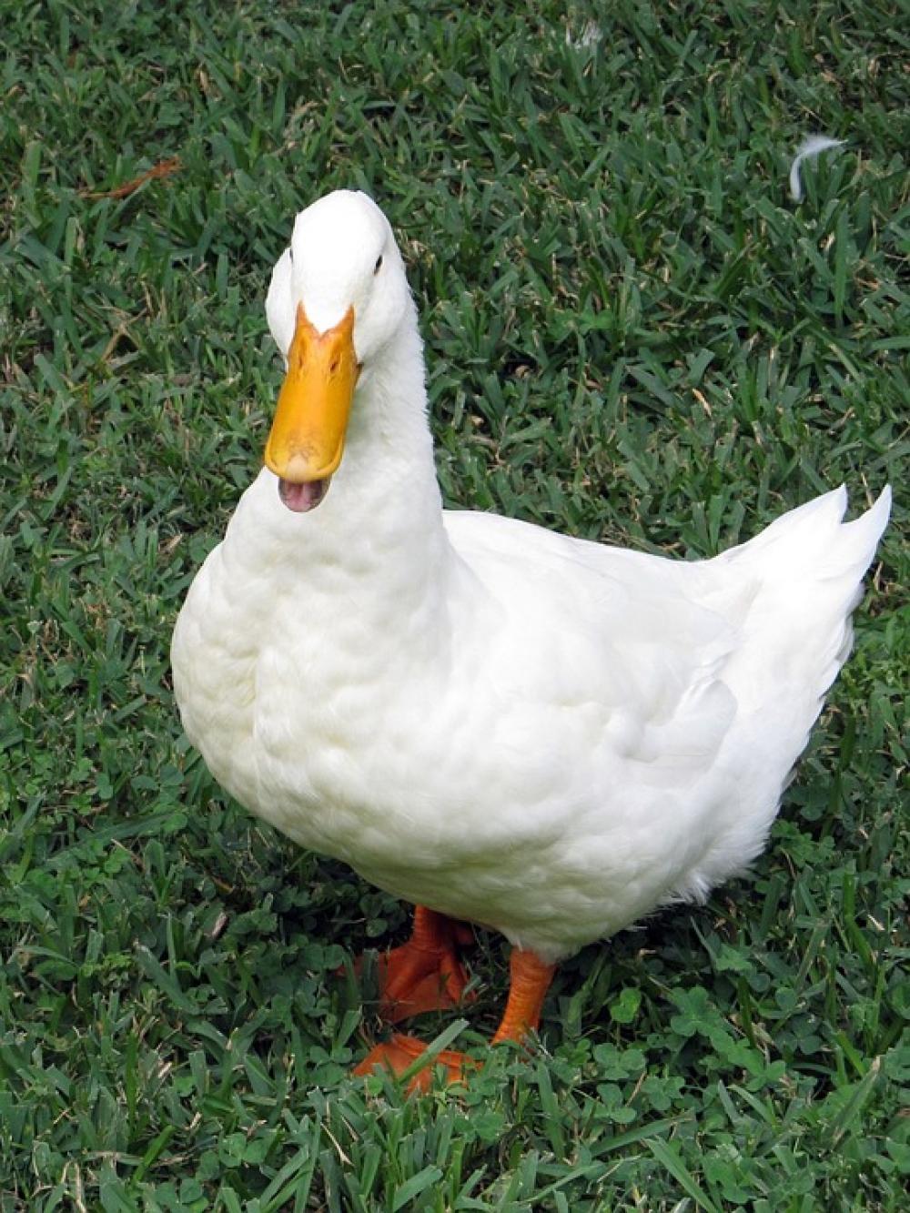 White Duck Domestic Grass Duck Cute Feathers Bird White Duck Domestic Grass Duck Cute Feathers Bird