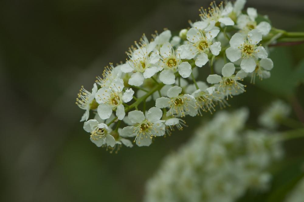 White Flower Spring Flower Bush Perennial White Flower Spring Flower Bush Perennial