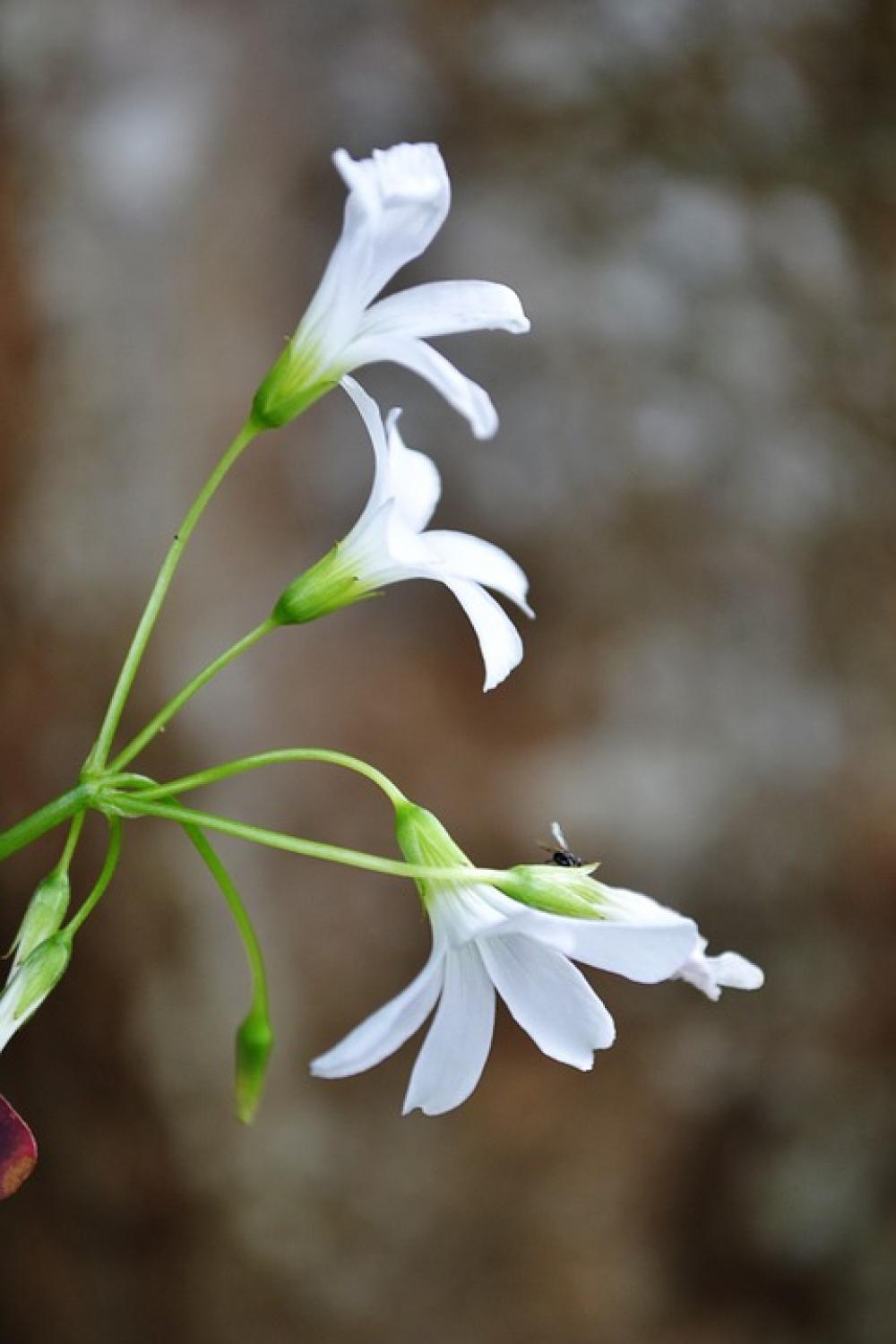White Flower Flower Flowers Blossom Blossoms Plant White Flower Flower Flowers Blossom Blossoms Plant