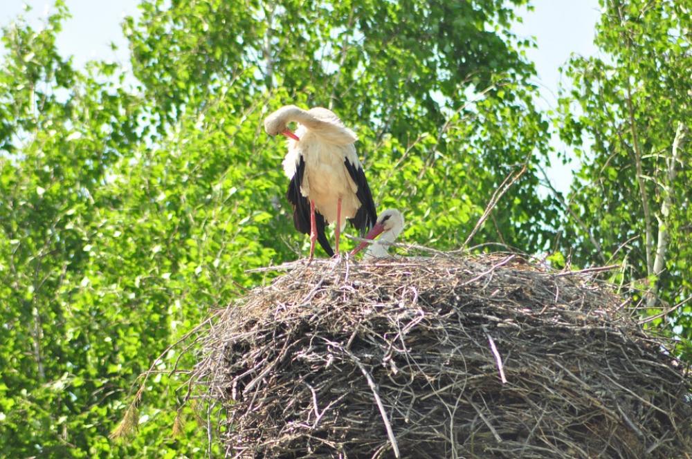White Stork Socket Village Bird White Stork Socket Village Bird