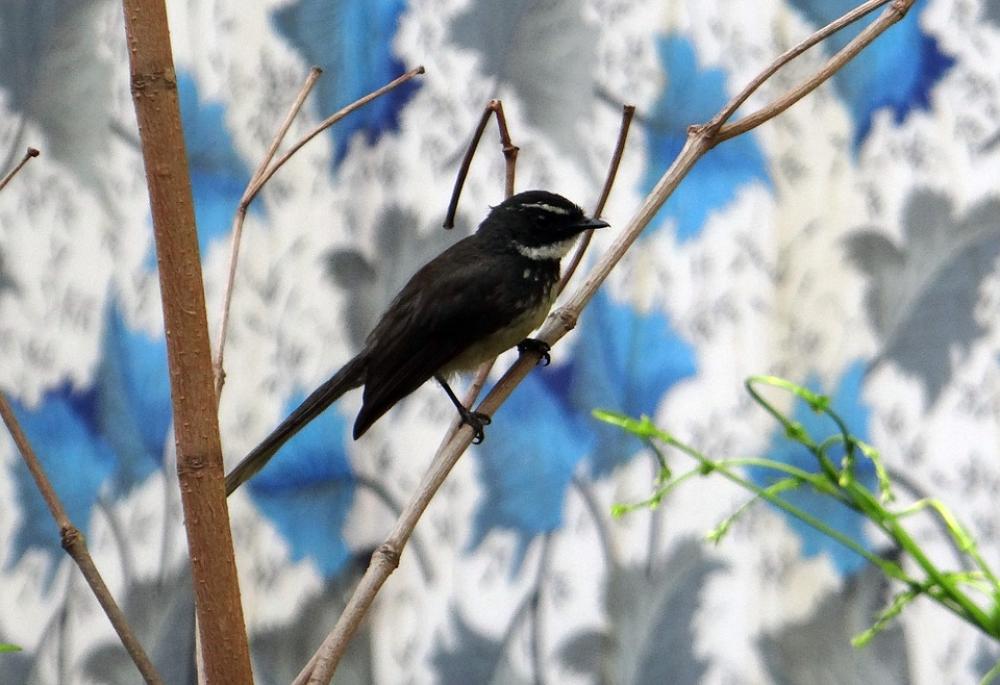 White-Throated Fantail Flycatcher Rhipidura Albicollis White-Throated Fantail Flycatcher Rhipidura Albicollis