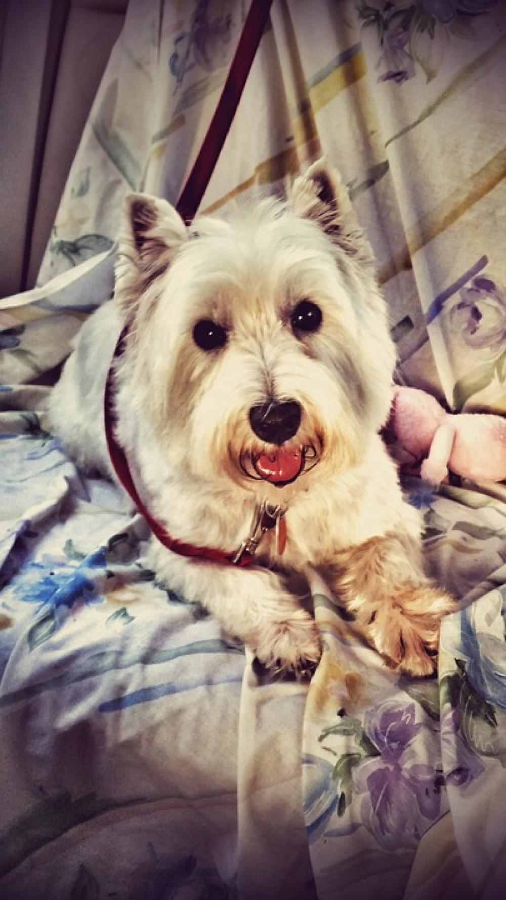 White West High Terrier Dog Terrier Animal Pet White West High Terrier Dog Terrier Animal Pet