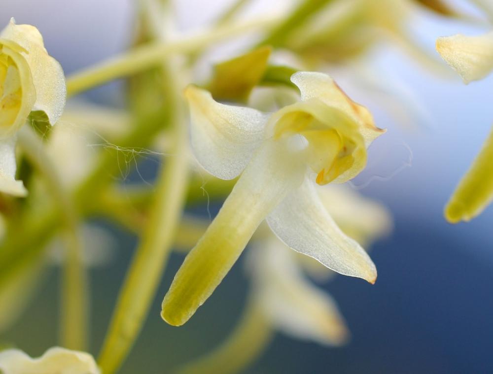 White Wood Hyacinth Blossom Bloom Wild Flower White Wood Hyacinth Blossom Bloom Wild Flower