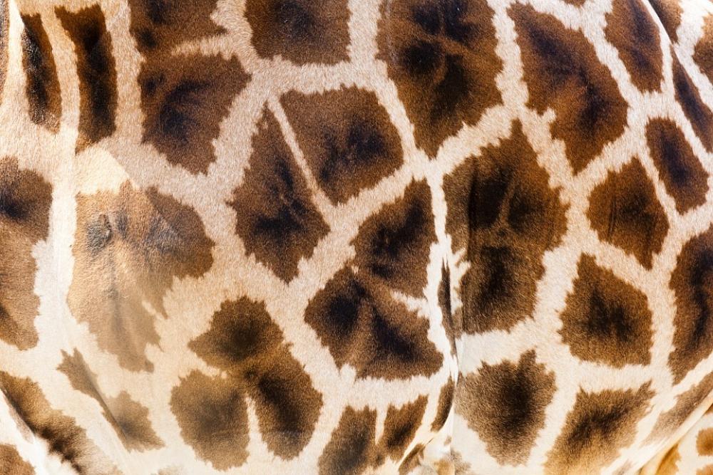Wild Giraffe Fur Africa Wildlife Background Wild Giraffe Fur Africa Wildlife Background