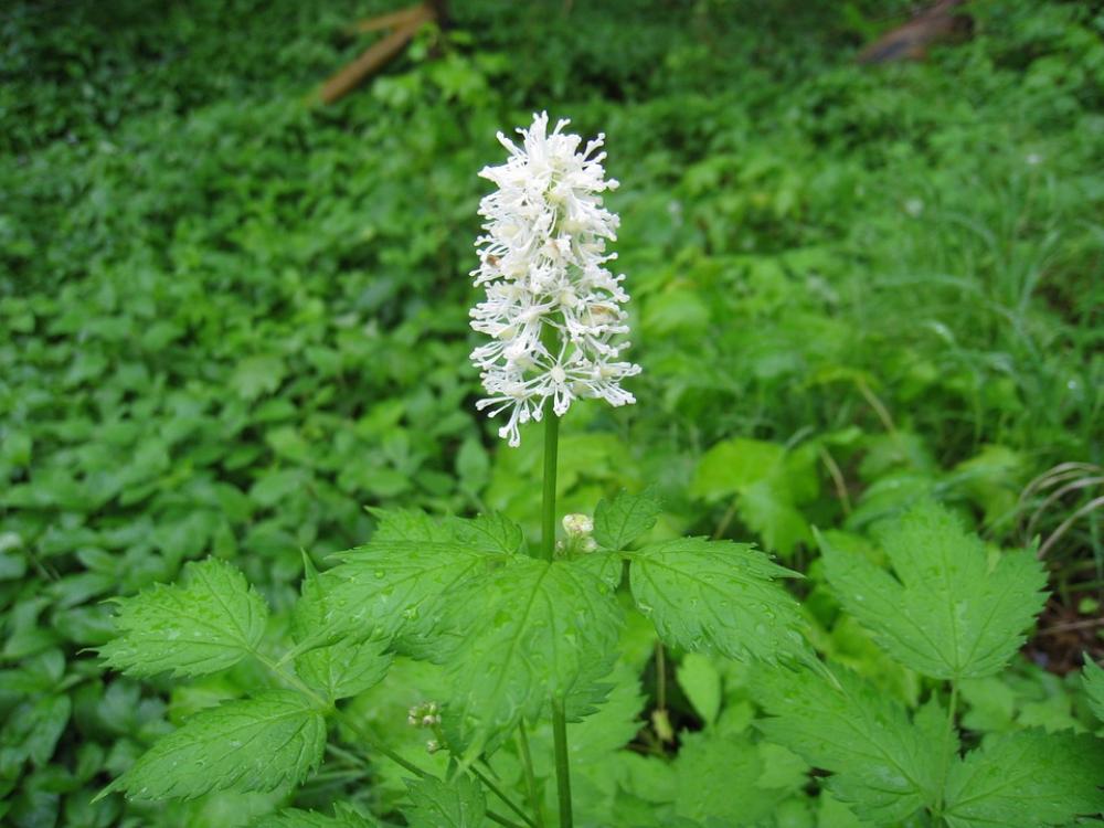 Wild Flower Foliage Green Summer Nature White Wild Flower Foliage Green Summer Nature White