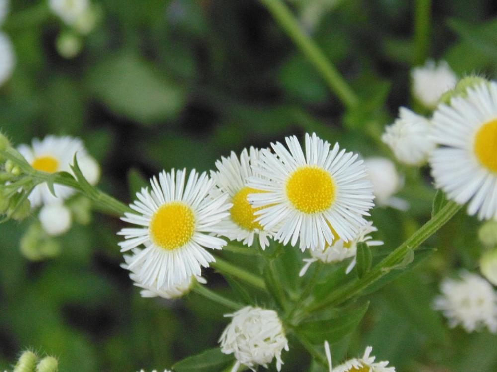 Wild Camomile Green White Wild Camomile Green White