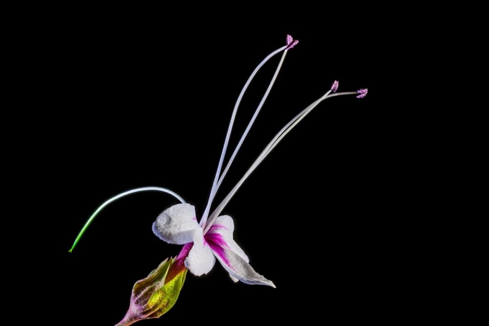 Wild Flower Flower Blossom Bloom White Pink Wild Flower Flower Blossom Bloom White Pink