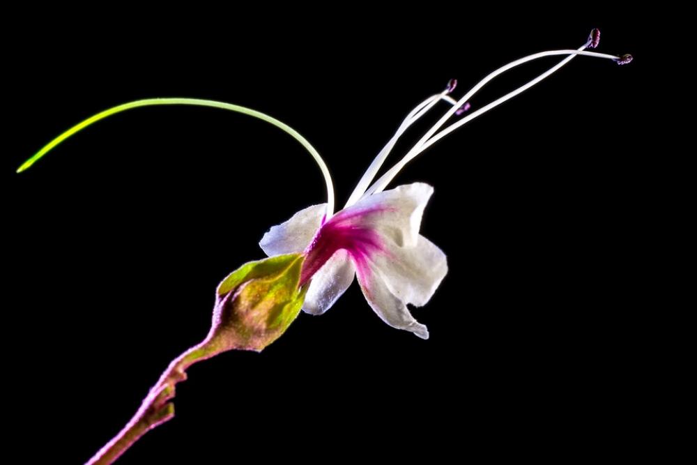 Wild Flower Flower Blossom Bloom White Pink Wild Flower Flower Blossom Bloom White Pink
