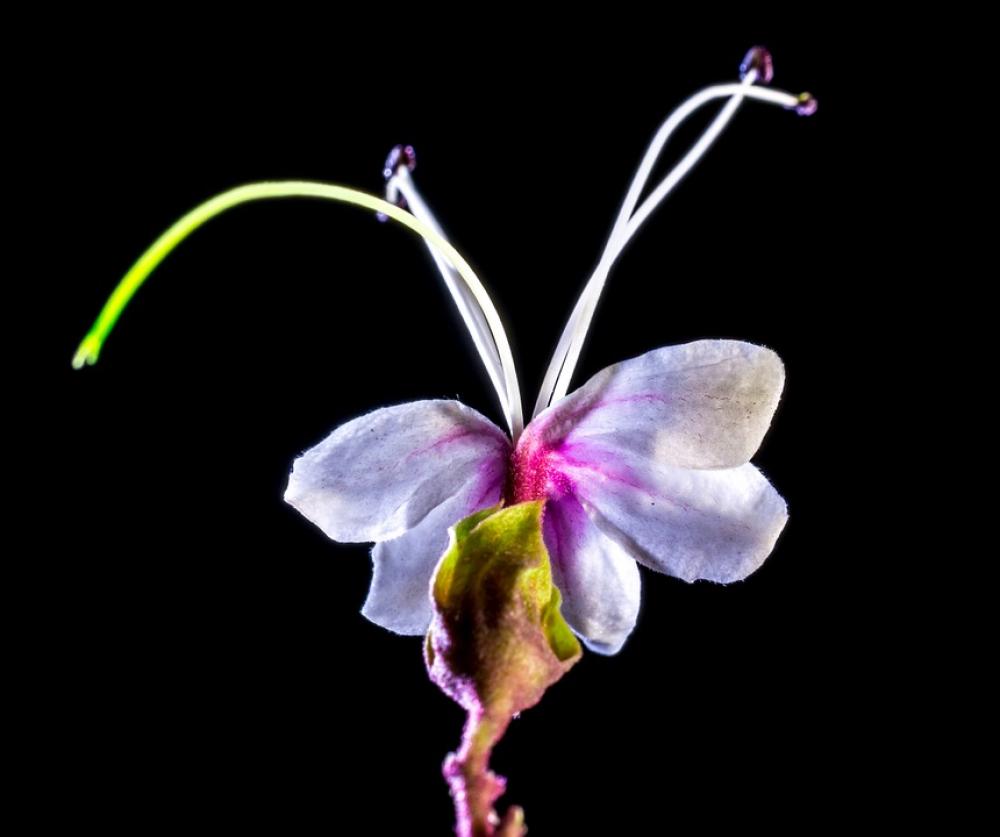 Wild Flower Flower Blossom Bloom White Pink Wild Flower Flower Blossom Bloom White Pink