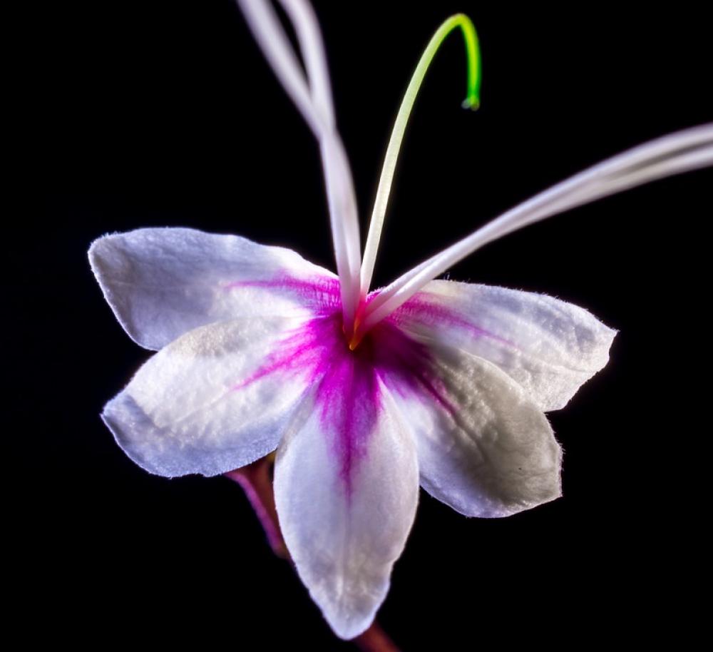 Wild Flower Flower Blossom Bloom White Pink Wild Flower Flower Blossom Bloom White Pink