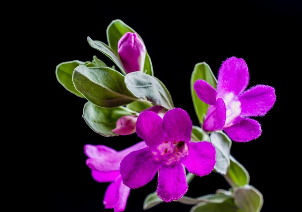Wild Flower Flower Blossom Bloom Purple Wild Flower Flower Blossom Bloom Purple