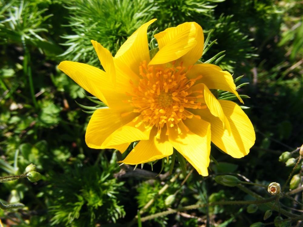 Wild Flowers Flower Yellow Flower Galbelna Wild Flowers Flower Yellow Flower Galbelna