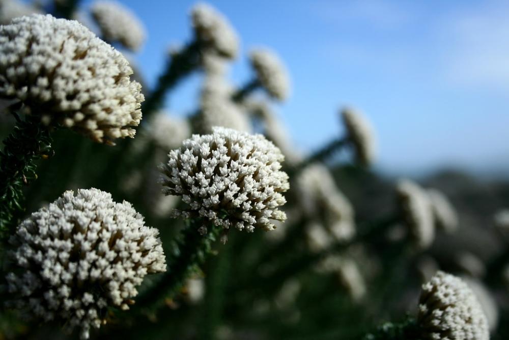 Wild Flowers Fynbos Nature Wild Flowers Fynbos Nature