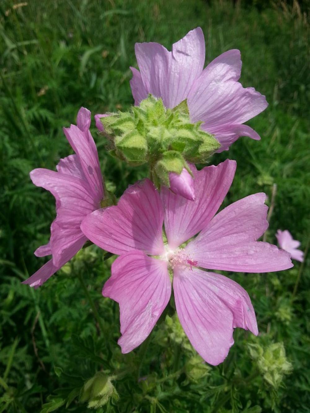 Wild Flowers Nature Beautiful Summer Floral Flora Wild Flowers Nature Beautiful Summer Floral Flora