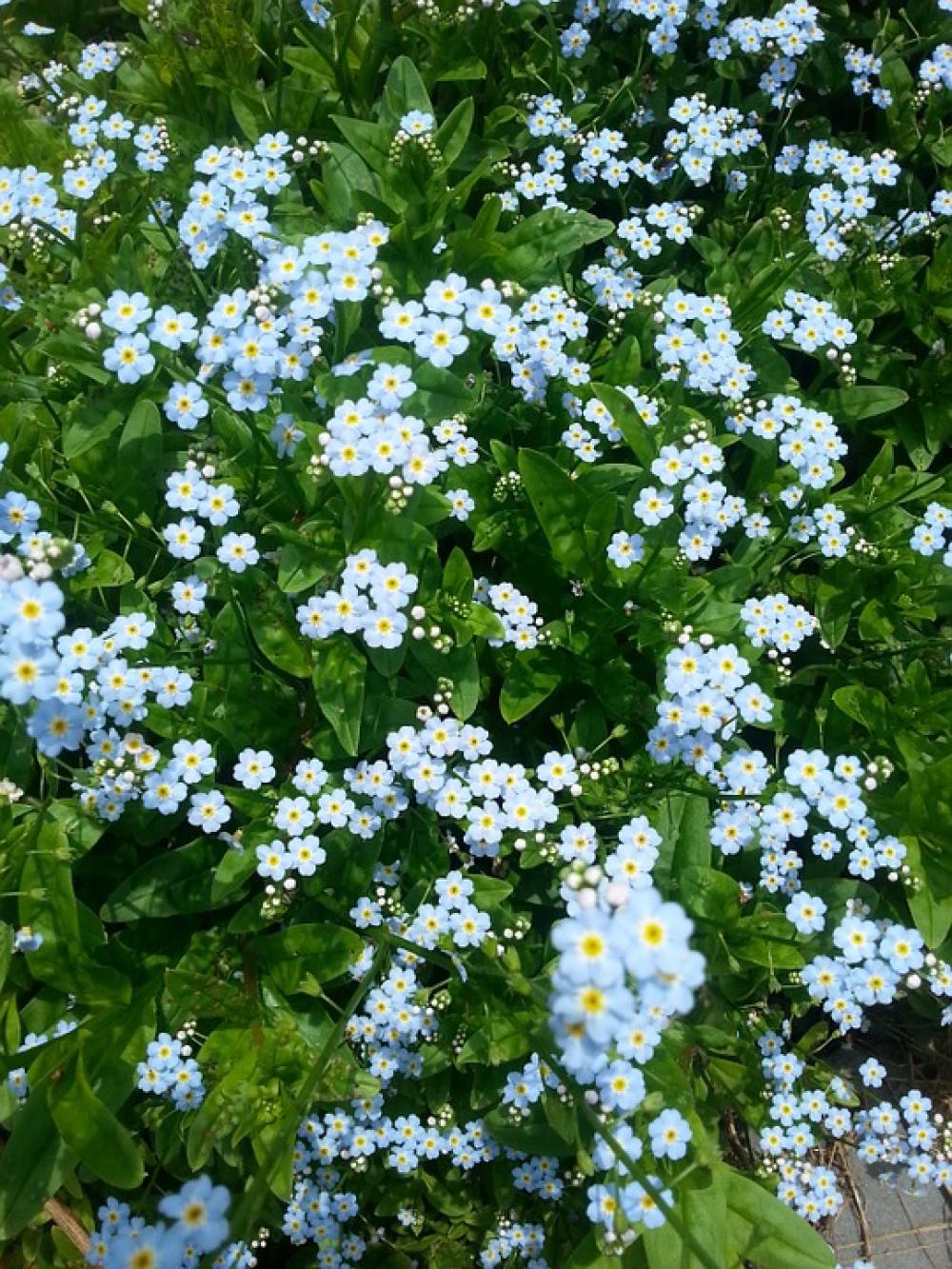 Wild Flowers Nature Beautiful Summer Floral Flora Wild Flowers Nature Beautiful Summer Floral Flora