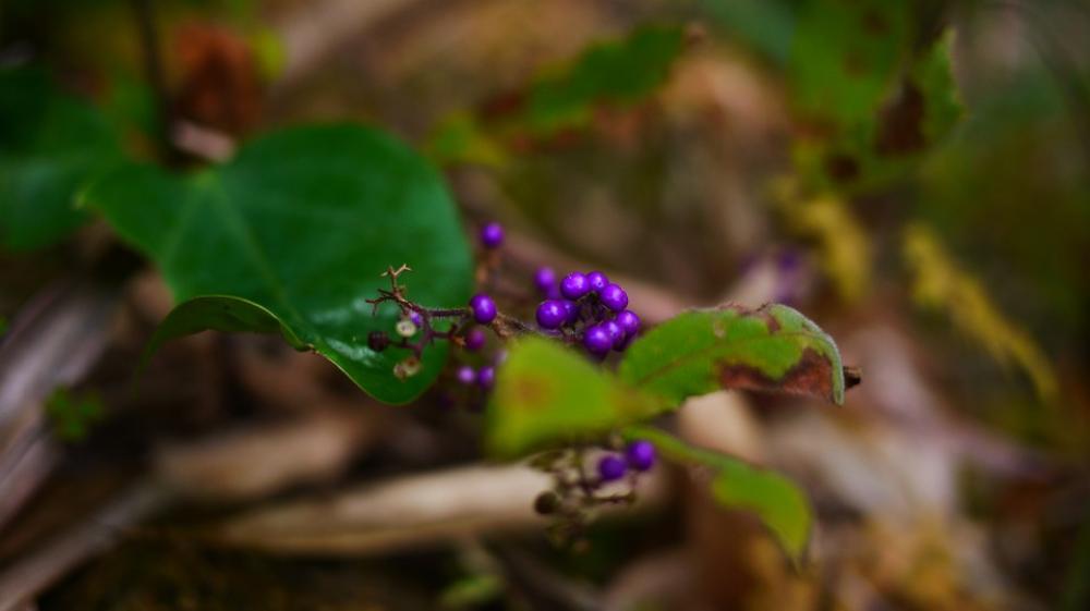 Wild Fruits Macro Purple Wild Fruits Macro Purple