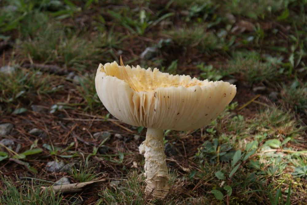 Wild Mushroom Forest Wild Mushroom Nature Closeup Wild Mushroom Forest Wild Mushroom Nature Closeup