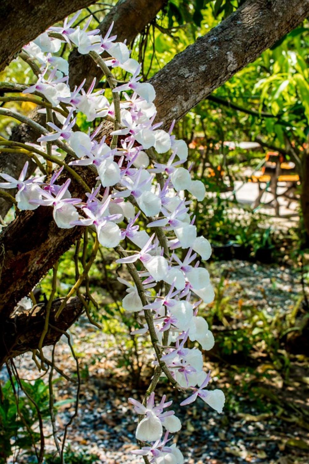Wild Orchid Orchid White Violet Blossom Bloom Wild Orchid Orchid White Violet Blossom Bloom