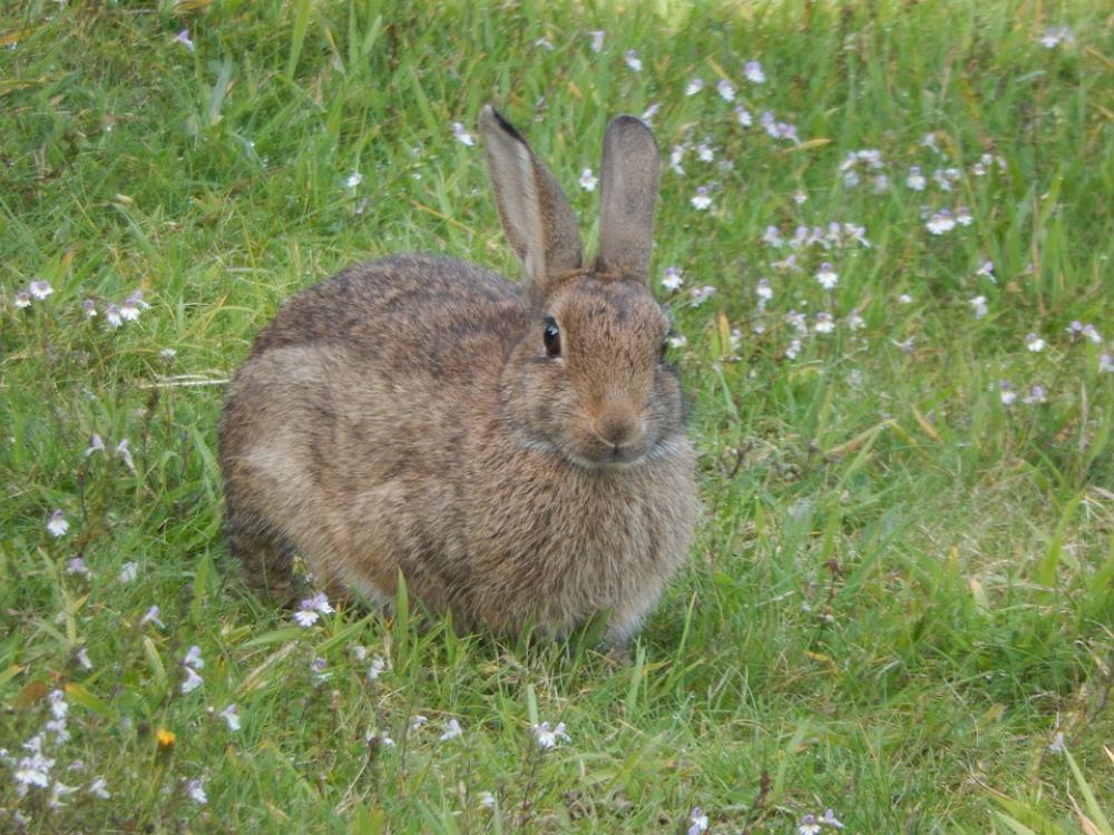 Wild Rabbit Animal Nature Wild Rabbit Animal Nature