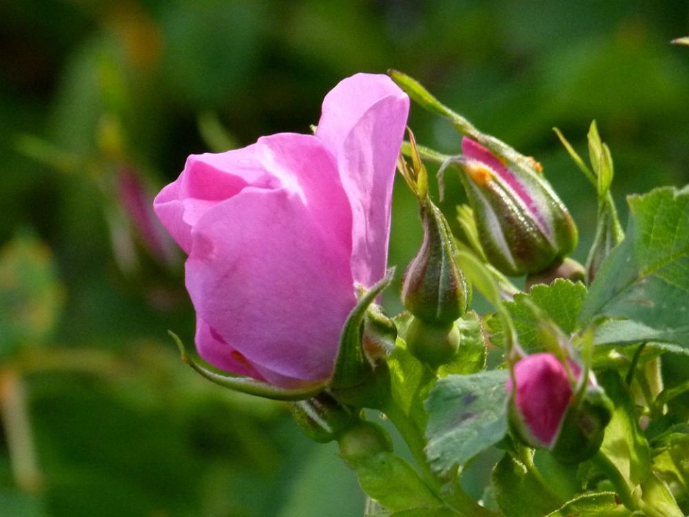 Wild Rose Bud Blossom Wild Plant Nature Close-Up Wild Rose Bud Blossom Wild Plant Nature Close-Up