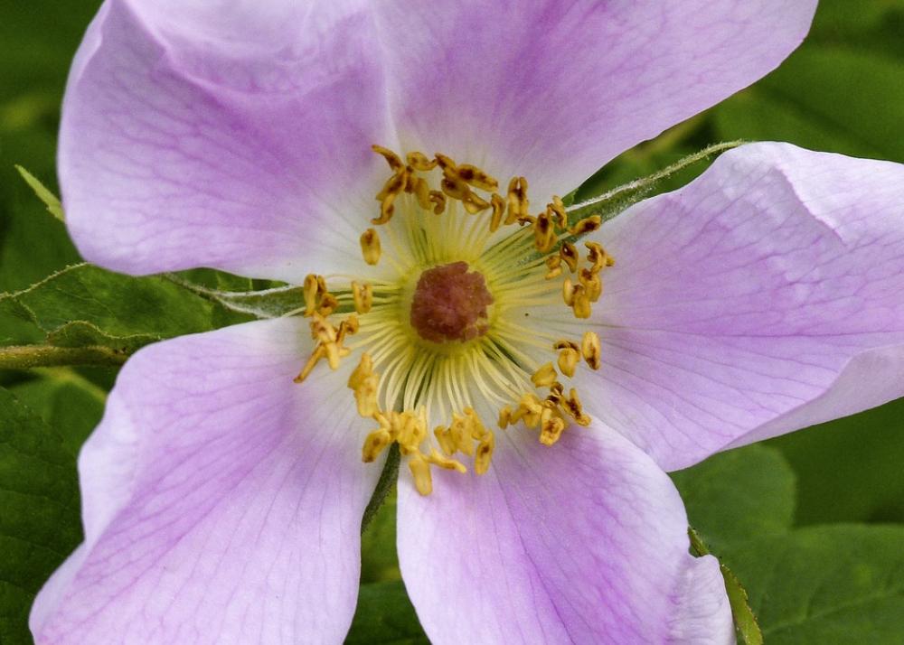 Wild Rose Flower Pink Blossom Nature Wild Plant Wild Rose Flower Pink Blossom Nature Wild Plant