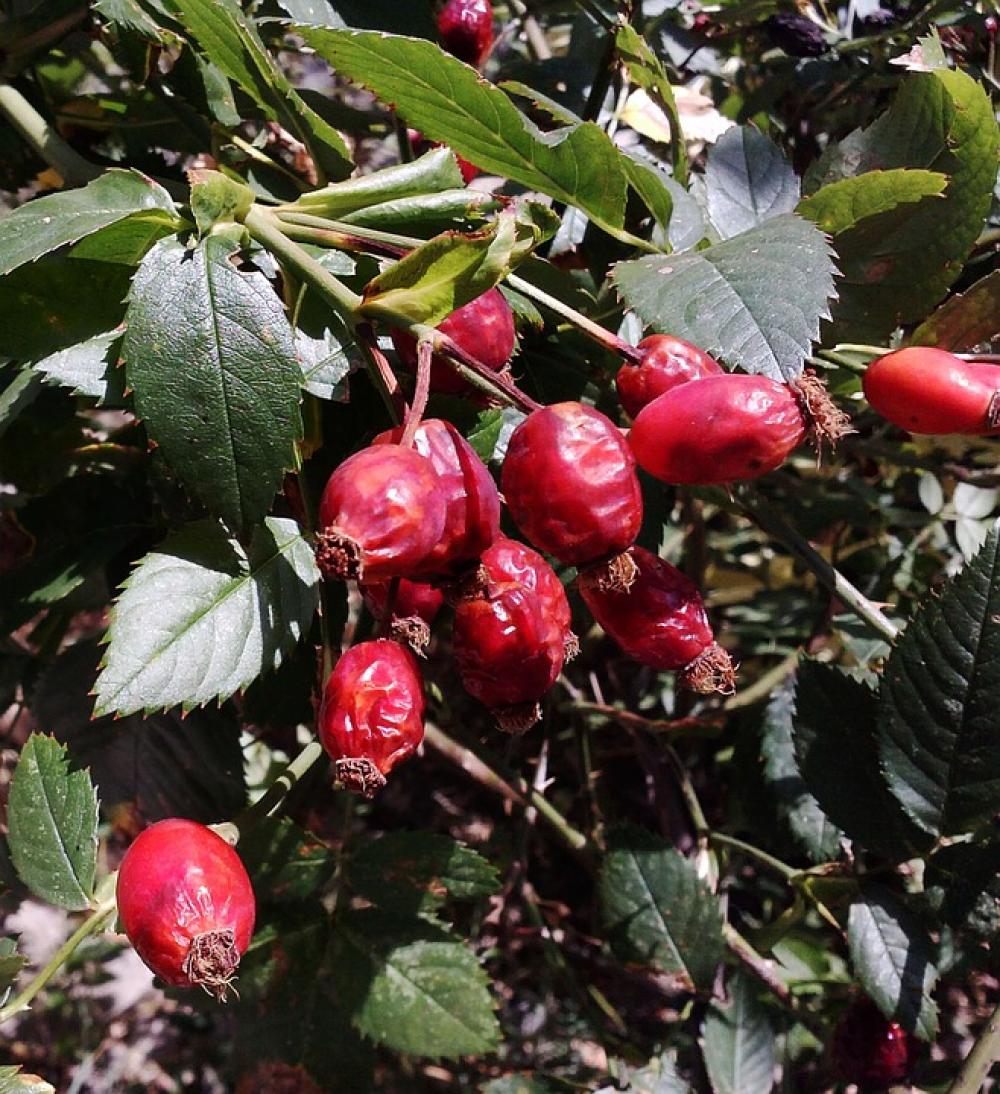 Wild Rose Nature Red Fruit Vegetable Wild Rose Nature Red Fruit Vegetable
