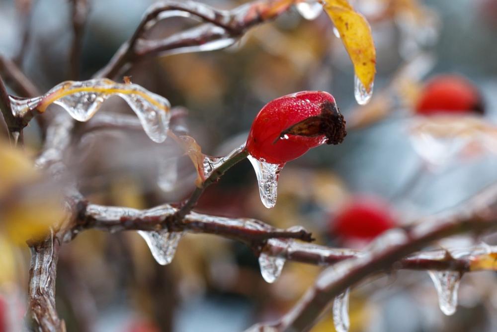 Wild Rose Branch Cold Crystal Freeze Frost Frosty Wild Rose Branch Cold Crystal Freeze Frost Frosty