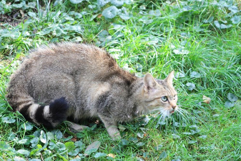 Wildcat Animal Mammal Attention Nature Wildcat Animal Mammal Attention Nature