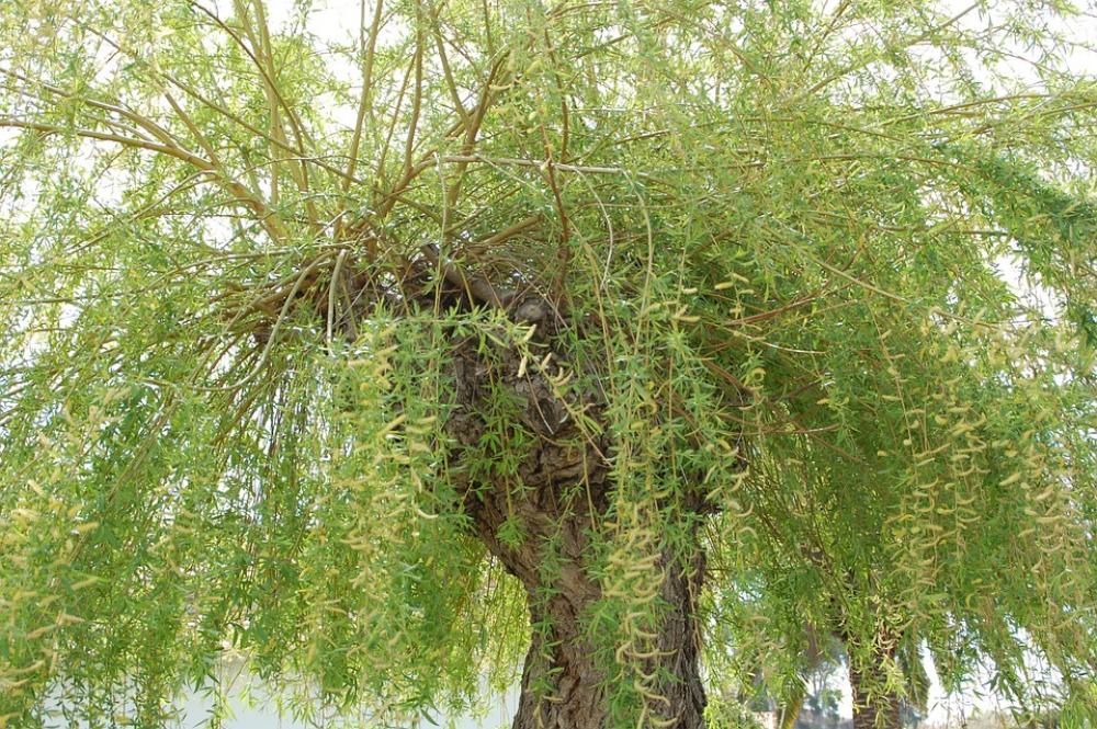 Willow Tree Green Nature Willow Tree Green Nature