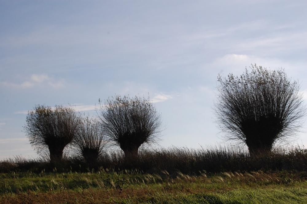 Willow Trees Nature Willow Trees Nature