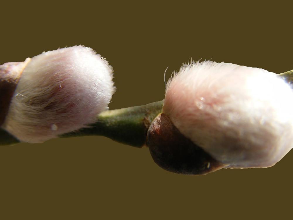 Willow Catkin Soft Fluffy Willow Catkin Soft Fluffy