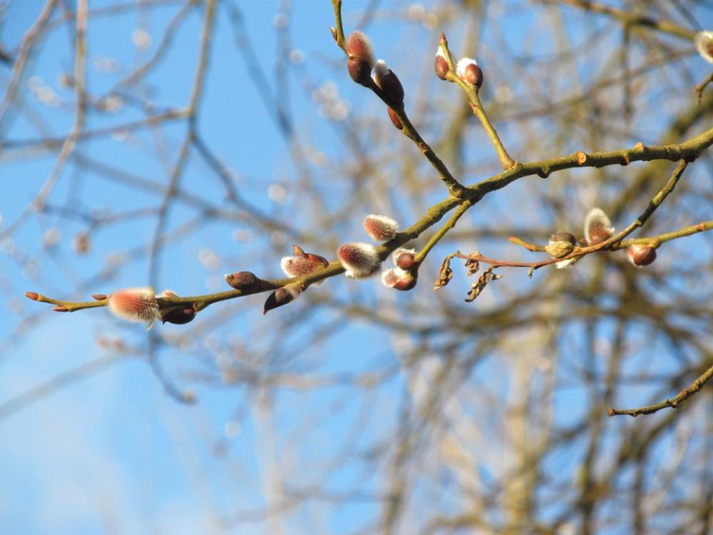 Willow Catkin Spring Branch Blossom Bloom Pasture Willow Catkin Spring Branch Blossom Bloom Pasture