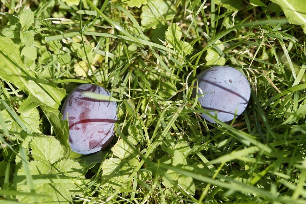 Windfall Plums Grass Meadow Orchard Fruit Fruits Windfall Plums Grass Meadow Orchard Fruit Fruits