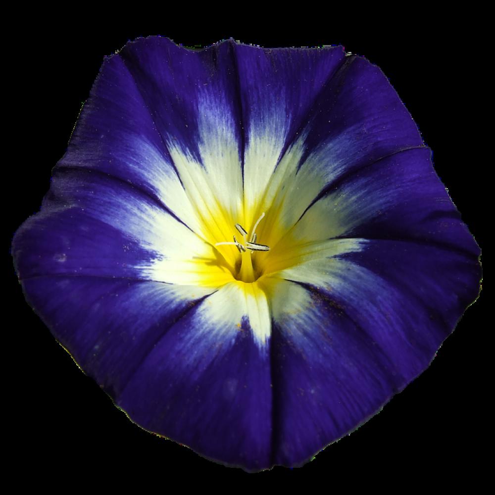Winds Blue Flower Blossom Bloom Summer Flower Winds Blue Flower Blossom Bloom Summer Flower