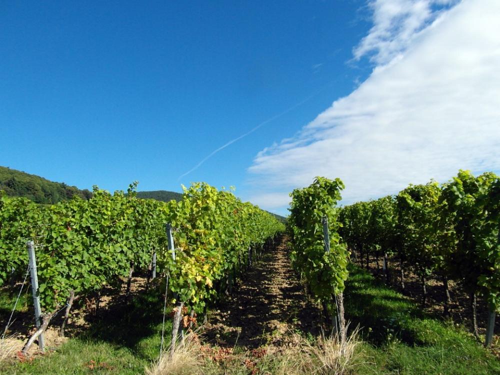 Wine Wine Harvest New Wine Vintage Vineyards Wine Wine Harvest New Wine Vintage Vineyards