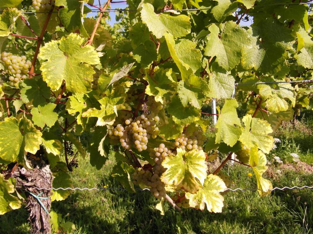 Wine Wine Harvest New Wine Vintage Vineyards Wine Wine Harvest New Wine Vintage Vineyards